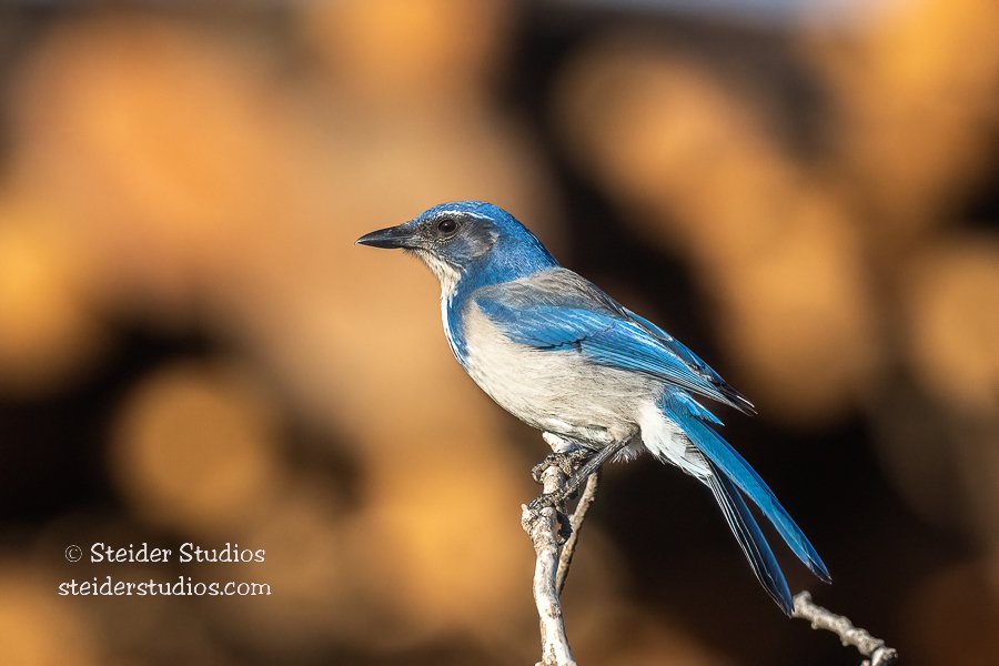Steider Studios.Scrub Jay.10.23.22.jpg
