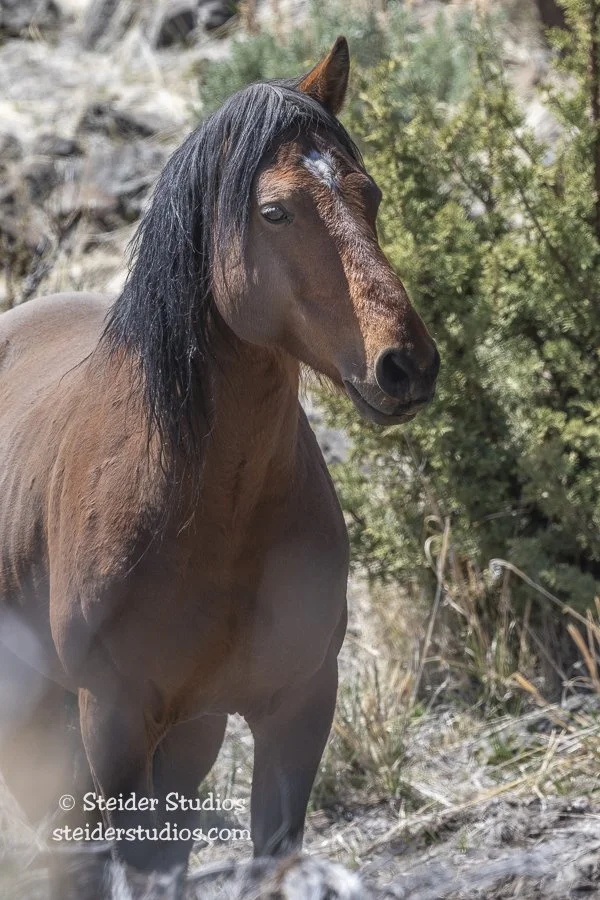 Steider Studios.One Ear after Dust Bath.4.18.21.jpg