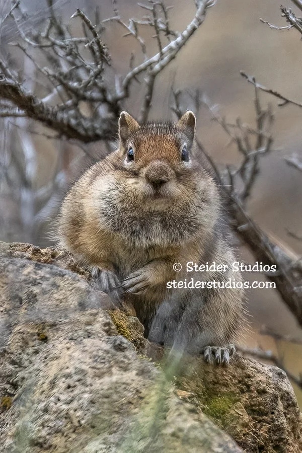 Steider Studios.Golden-mantled Squirrel.10.7.18.jpg
