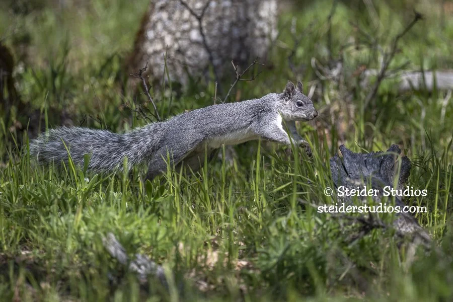 Steider Studios.Western GraySquirrel.5.3.22.jpg