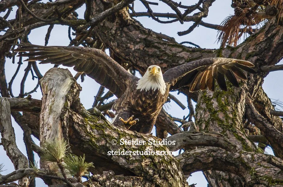 Steider Studios.Eagle Taking Flight.12.29.13.jpg
