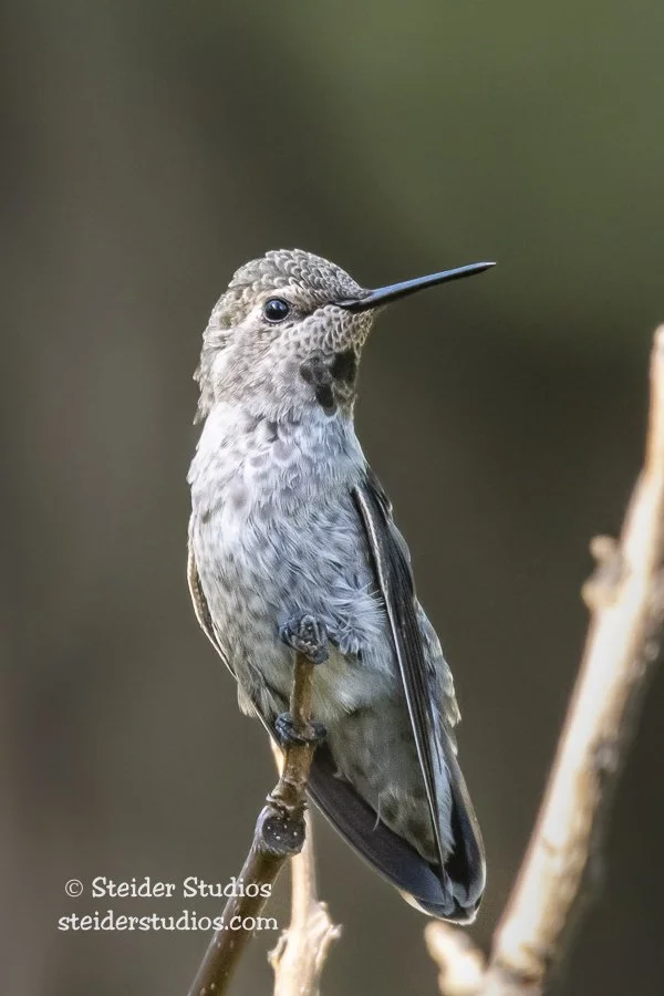 Anna's Hummingbird on a Garden Twig