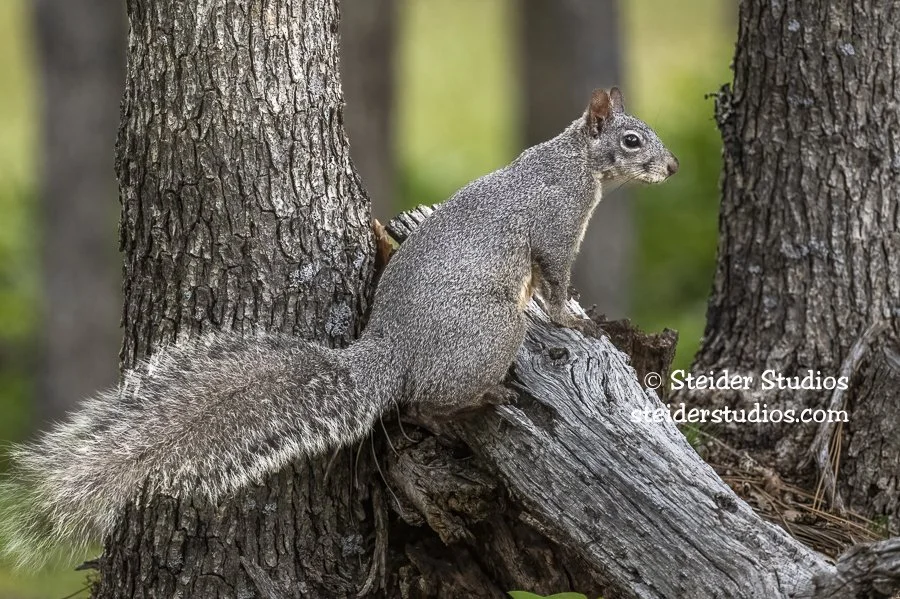 Steider Studios.Western Gray Squirrel.6.15.22-2.jpg