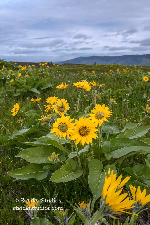 Steider Studios.Balsamroot Vertical Landscape.4.23.17.jpg