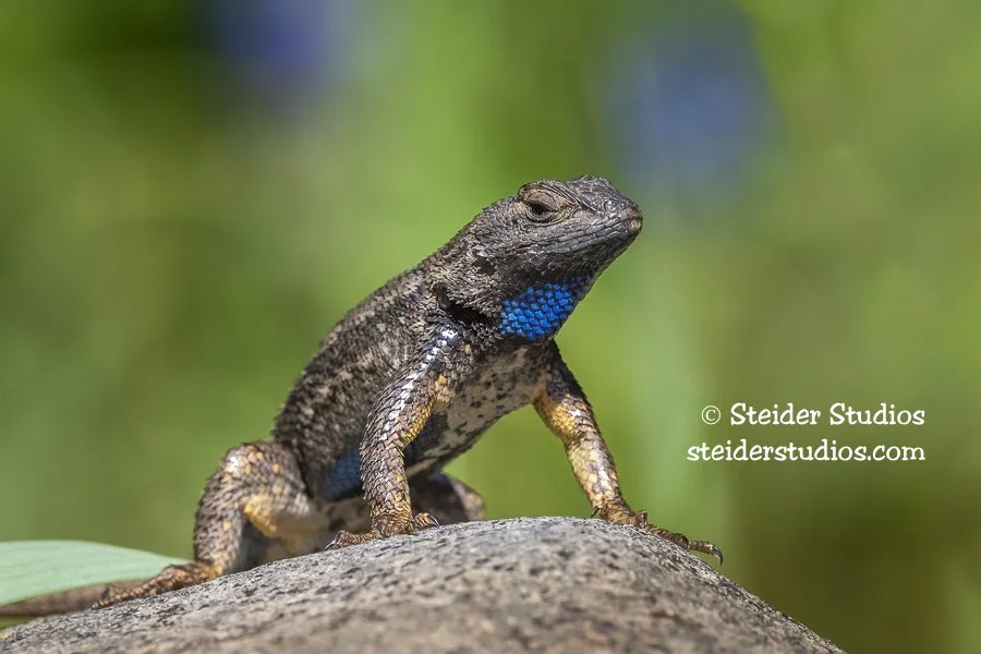 Steider Studios.7.Lizard.5.4.20.jpg