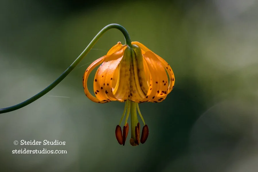 Steider Studios.Tiger Lily.6.30.17.jpg