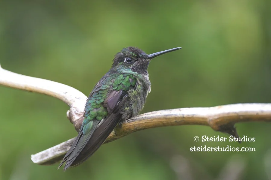 Steider Studios.Volcano.3.31.25.jpg