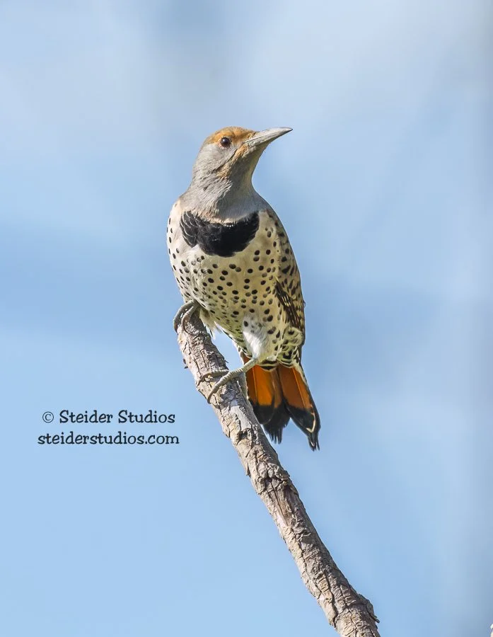 Steider Studios.Flicker.TD.9.28.15.jpg