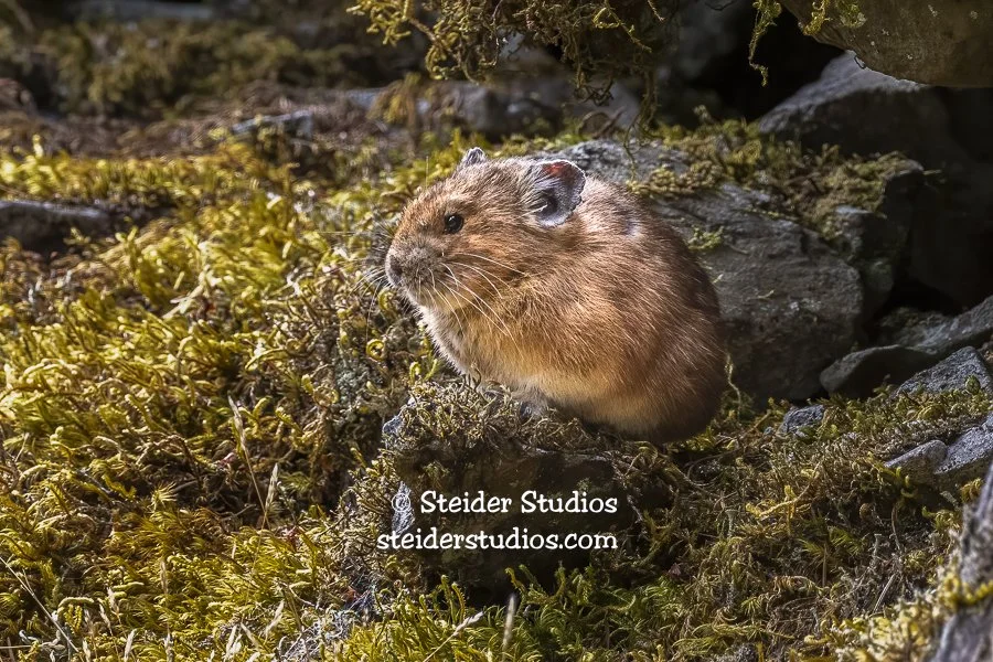 Steider Studios.Pika on Moss.8.12.20-2.jpg