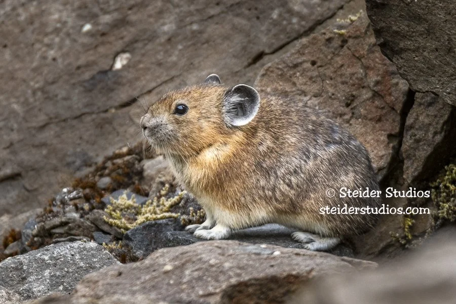 Steider Studios.Pika.McClellan.7.2.18-3.jpg