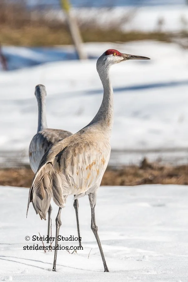 SteiderStudios.10.Sandhill Crane.3.18.19.jpg