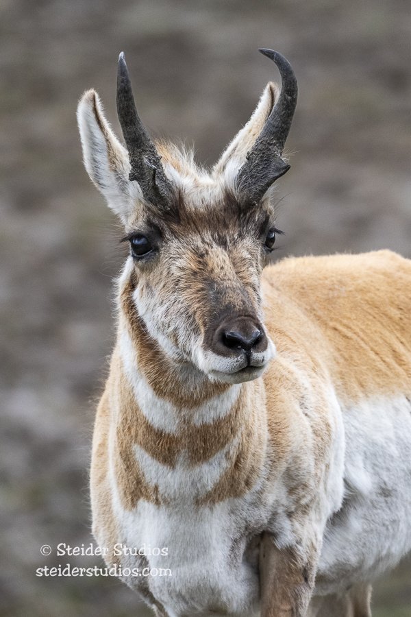 Steider Studios.Pronghorn.5.17.19-5.jpg