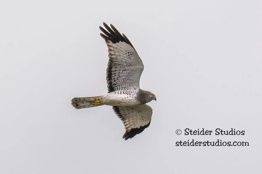 Steider Studios.Northern Harrier in Flight.2.19.16.jpg