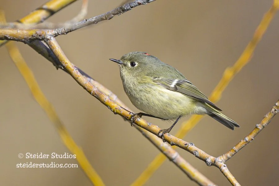 Steider Studios.Ruby-crowned Kinglet.Hagelstein Cnty Pk2.17.23-2.jpg