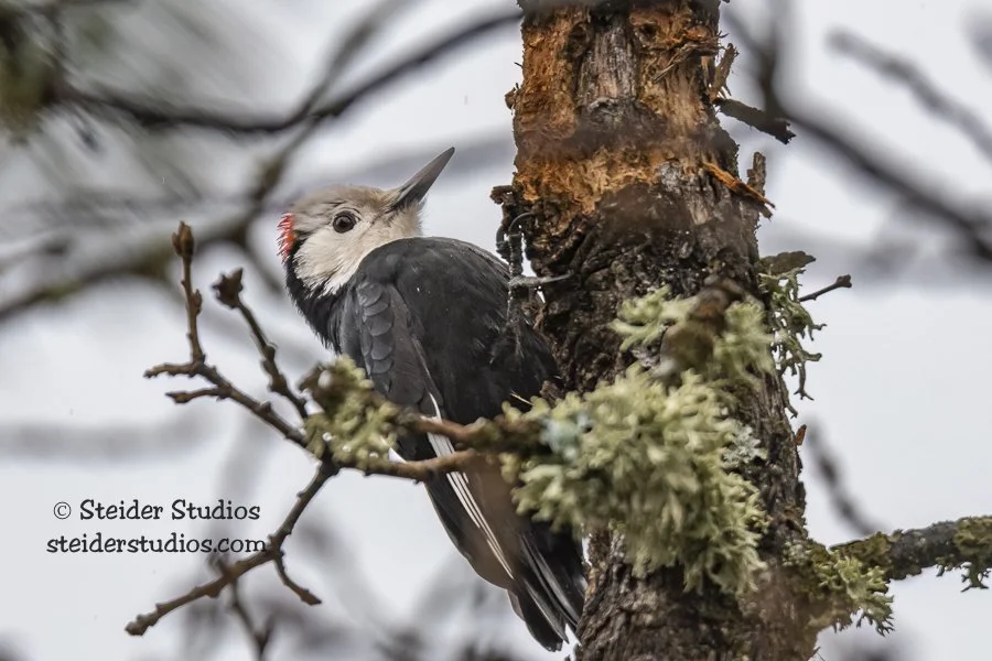 White-headed Woodpecker on Dreary Day