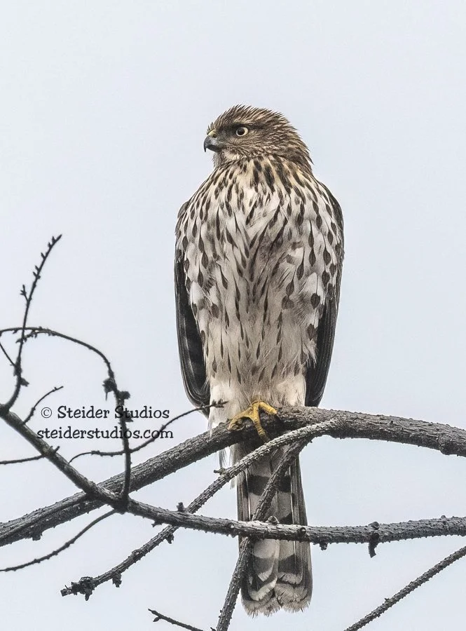 Steider Studios.Cooper’s Hawk.1.7.21.jpg
