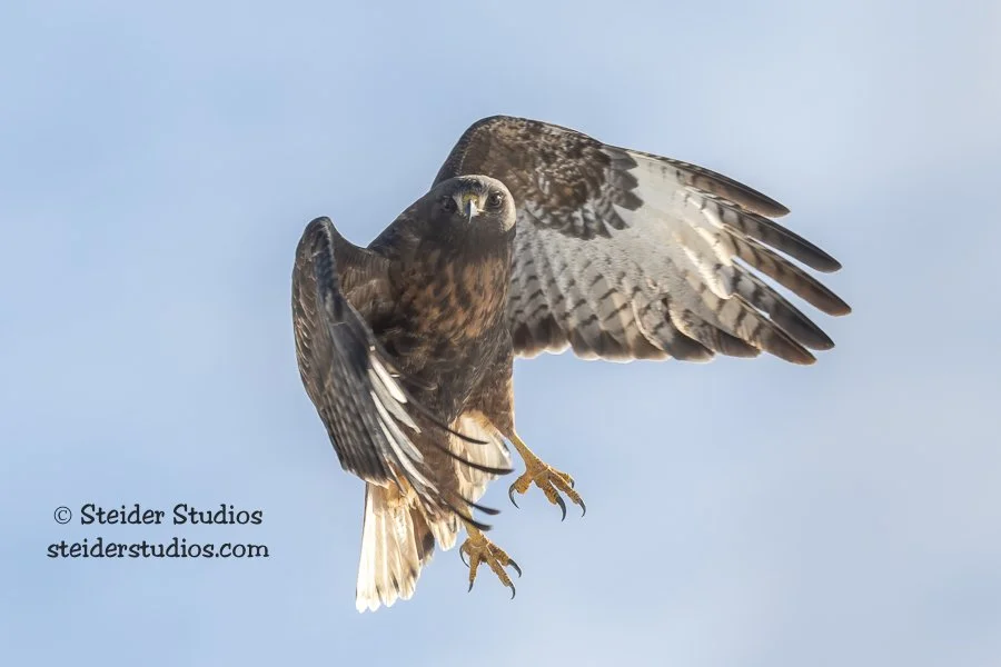 Steider Studios.Red-tailed Dark Morph.1.24.22.jpg