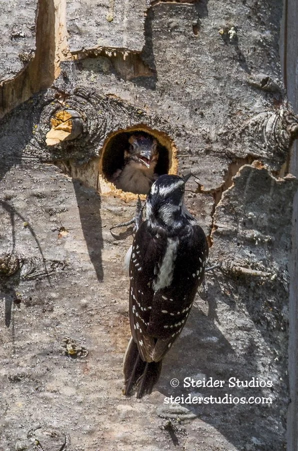 Hairy Woodpecker with Chick