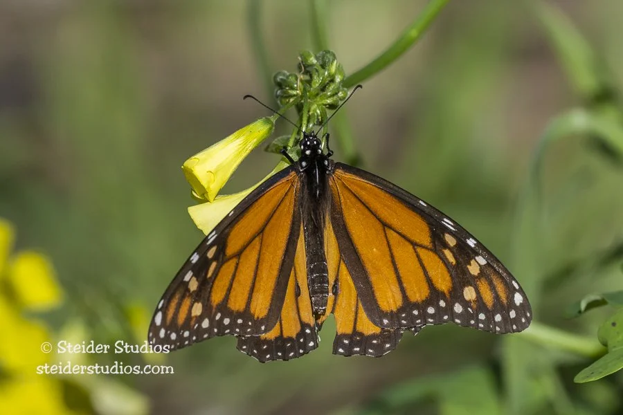Steider Studios.Monarch.1.22.23-2.jpg