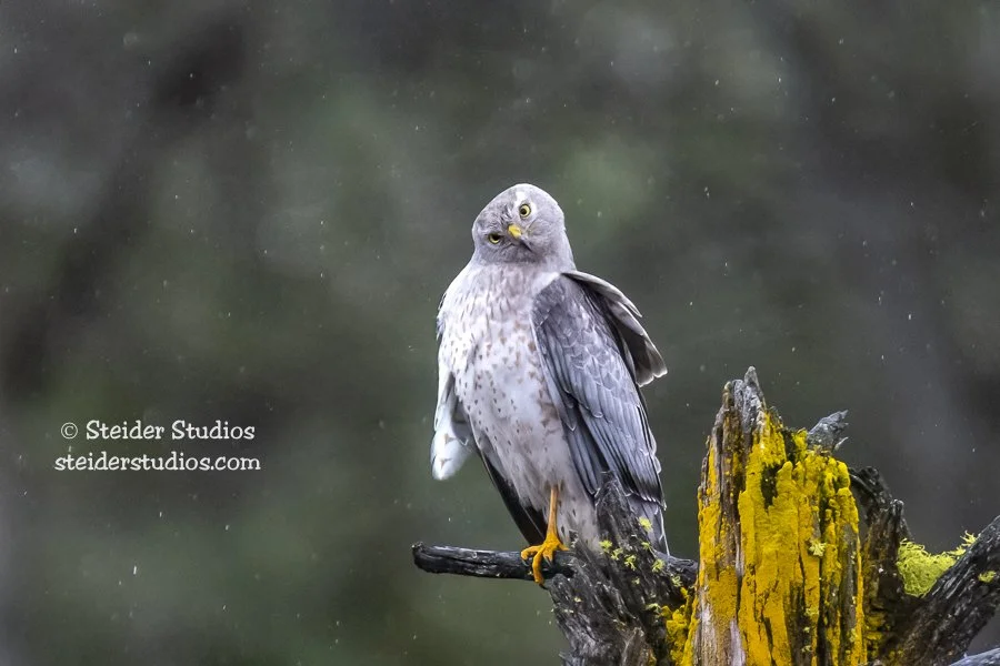 Steider Studios.Northern Harrier.4.15.18-2.jpg