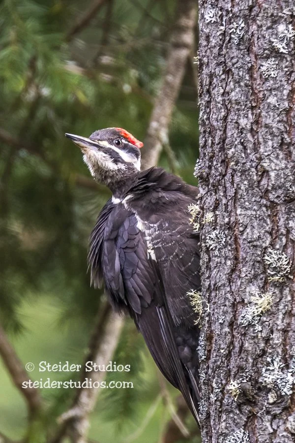 Steider Studios.Pileated.4.5.15.jpg