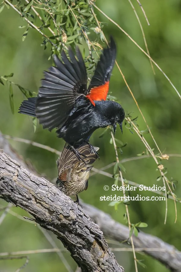 Steider Studios.Red-winged.Tucson.Sweetwater Cyn.5.4.23.jpg