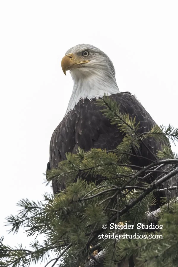 Steider Studios.Bald Eagle Portrait.2.1.21-2.jpg