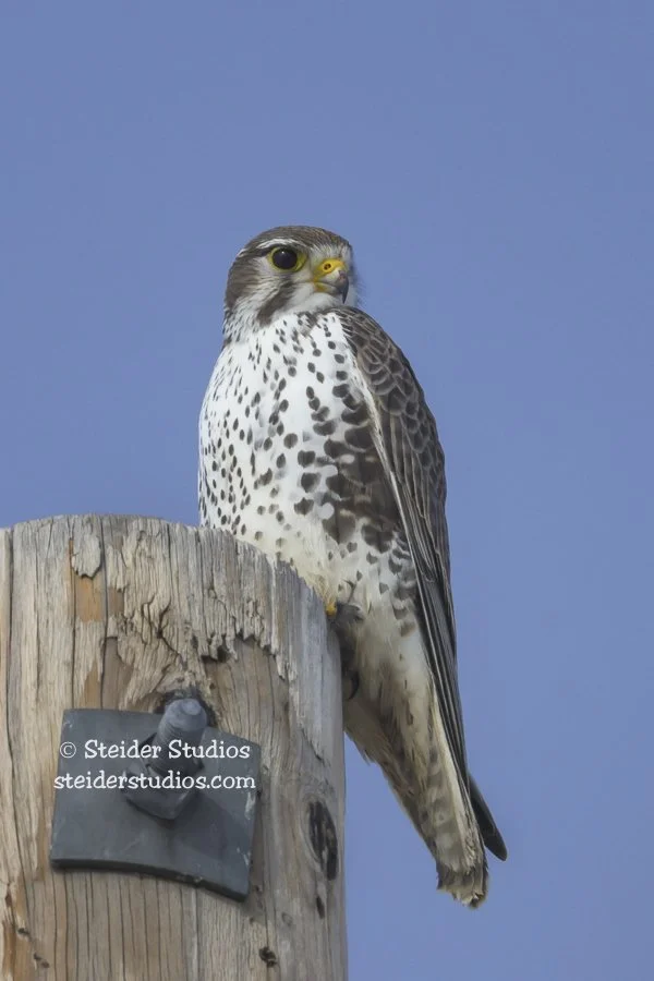 Prairie Falcon in Centerville