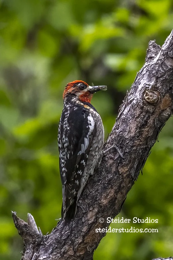 Steider Studios.Sapsucker.Klick.W.A.6.15.22.jpg