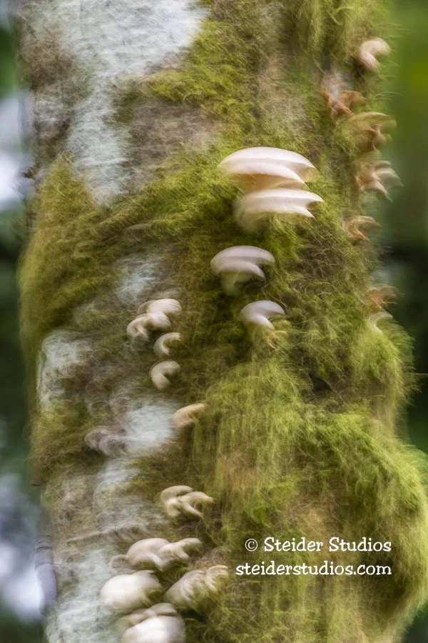 Steider Studios.Abstract.LittleBeaconRock.10.7.19.jpg