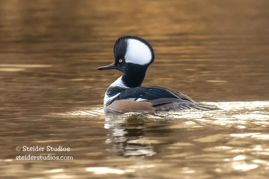 Steider Studios.Hooded Merganser.1.14.23.jpg