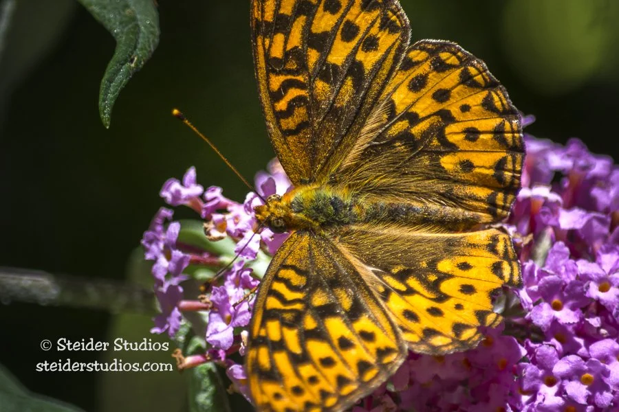 Fritillary Butterfly on Pink Bloom