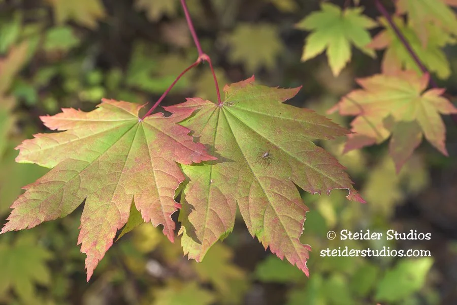 Steider Studios.Spider on Maple Leaf.10.7.25.jpg