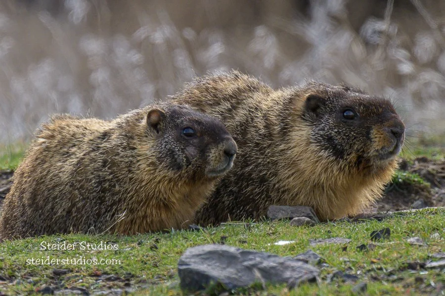 Marmot Duo