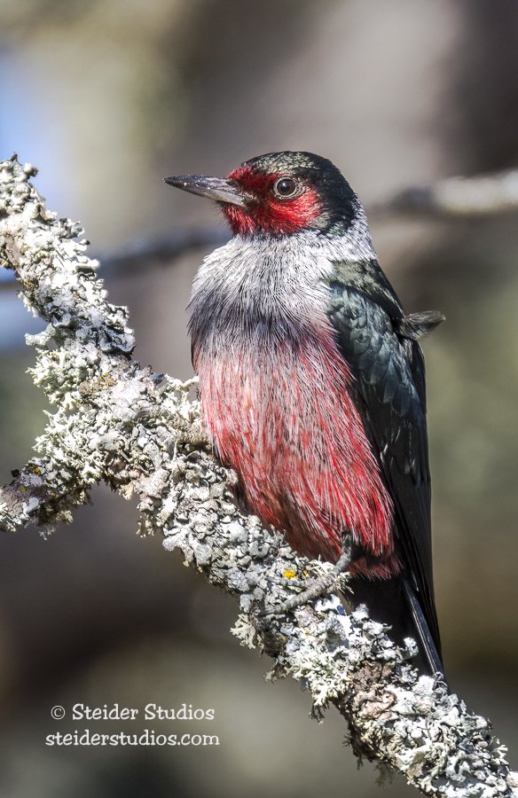 Steider Studios.Lewis's.1.22.16.jpg