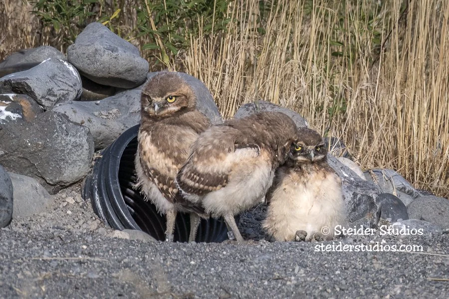 Burrowing Owlet Siblings Telling Secrets