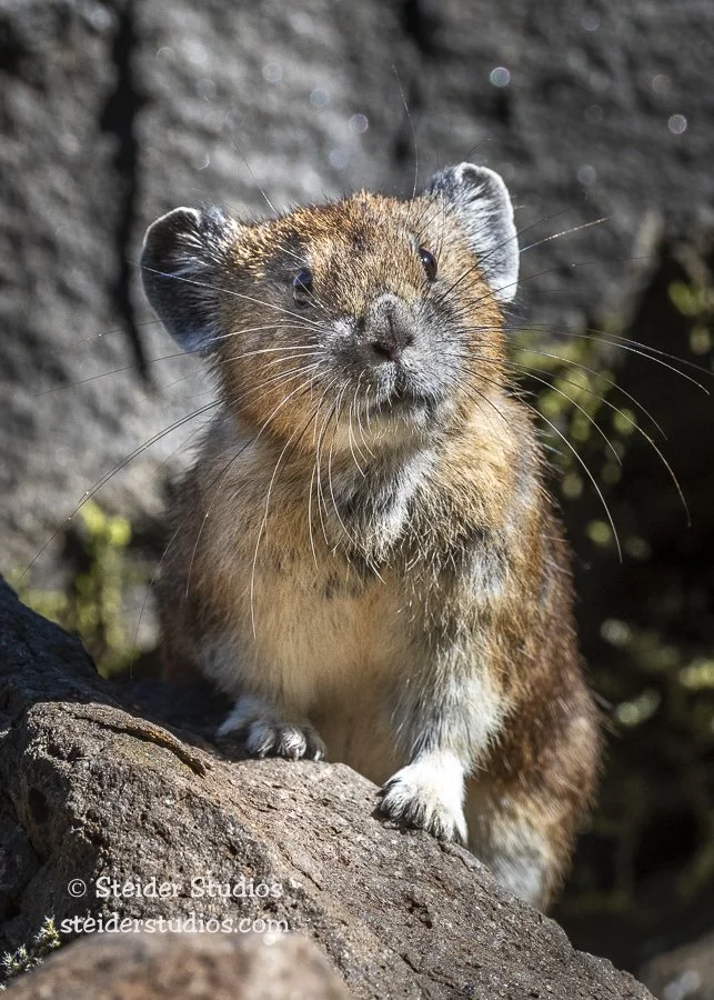 Steider Studios.Pika.9.21.19.jpg