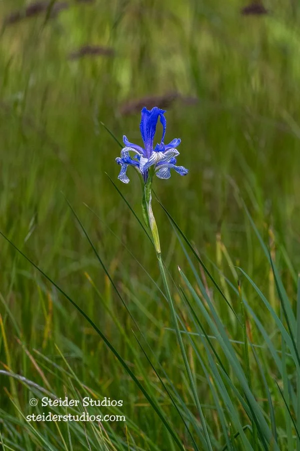 Steider Studios.Rocky Mountain Iris.6.15.22.jpg