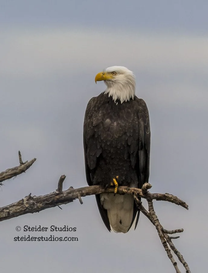 Steider Studios.Bald Eagle.11.6.15.jpg