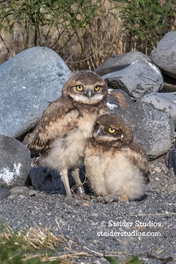 Steider Studios.Burrowing Owl.6.10.19-5.jpg