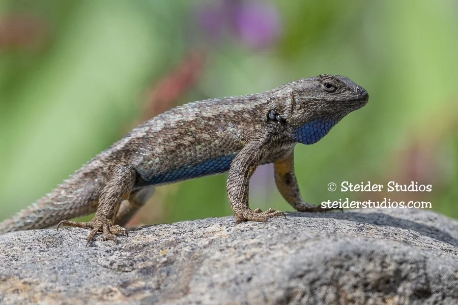 Steider Studios.Lizard.5.31.19.jpg