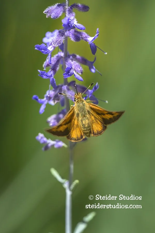 Steider Studios.Skipper.8.11.25.jpg