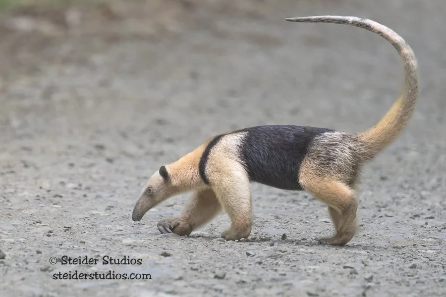 Steider Studios.Northern Tamandua Andeater.4.6.25.jpg