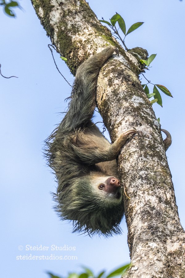 Steider Studios.Sloth.4.12.25.jpg