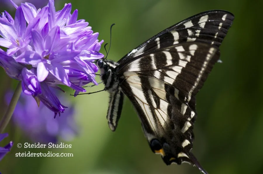 Steider Studios.Swallowtail.6.28.13.jpg
