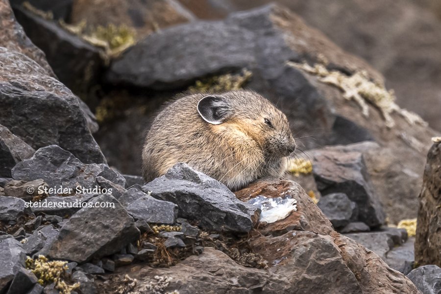 Steider Studios.Pika.McClellan.7.8.20-16.jpg