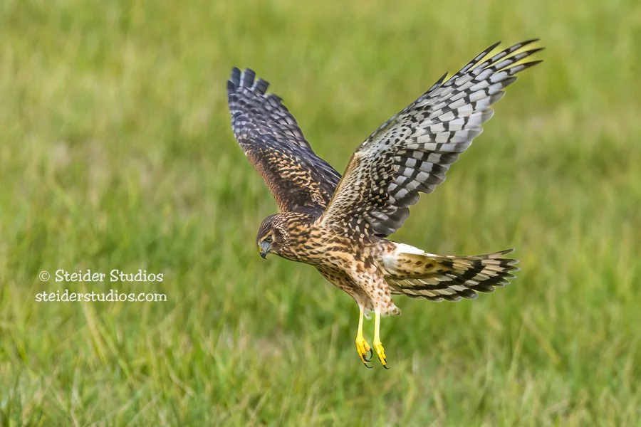 Steider Studios.Northern Harrier Hunting.10.1.16.jpg