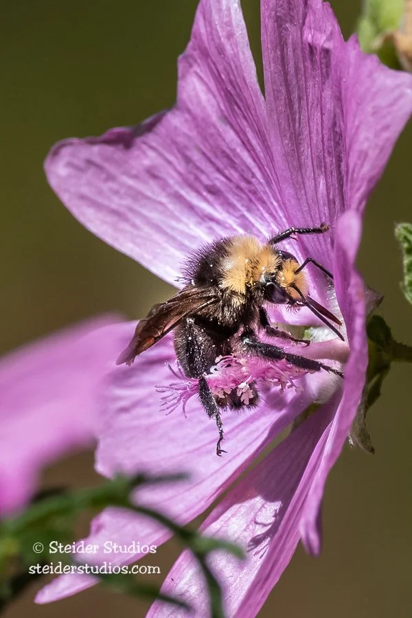Steider Studios.Bee.8.4.20-2.jpg