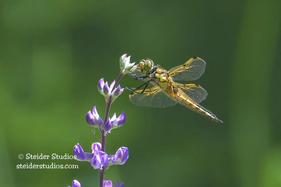 Steider Studios.Dragonfly.5.24.25.jpg