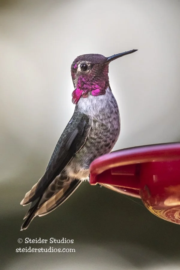 Steider Studios.Hummingbird.10.6.19-2.jpg